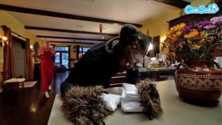 Sexy Blonde Hot babe Cassia Gets Fucked Hard By Bbc